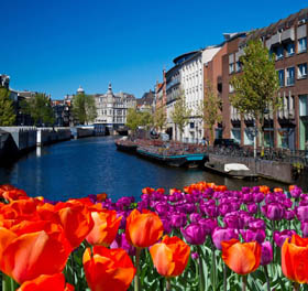 Amsterdam - Tulipe